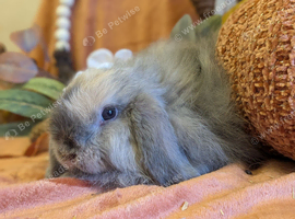 Mini lop cashmere