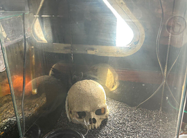 Young Mexican black king snake with full set up