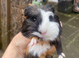 Various Guinea pigs