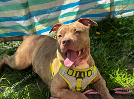Female Staffordshire