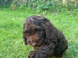 Very small F1 cockapoo puppies for sale