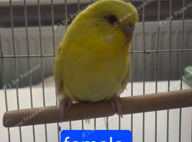 Budgies available
