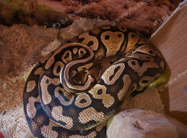 Ball python and corn snakes
