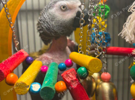 African gray