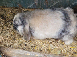 Lion lop male