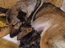 German shepard x Belgian millanoise pups