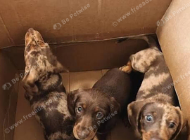 Mini dashund puppy
