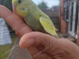 Hand reared super tame budgie
