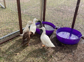 Ducks