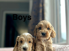 Beatrice has got some lovely cockapoo puppies available