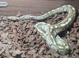 Caramel Ball Python