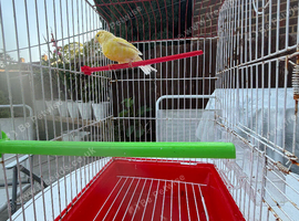 Canary