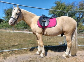 Stunning Palomino PB Registered Welsh Sec D approx 14.3hh