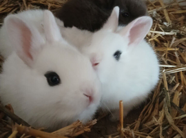 Rabbits