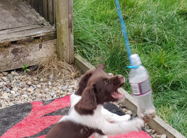 Gorgeous English Springer Spaniel Puppies