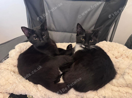 Cyrus and felix