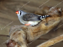 Zebra Finches for sale,17