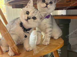 READY NOW British Shorthair Kitten