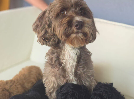 Beautiful Cockapoo puppies
