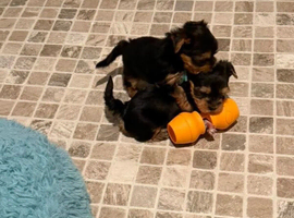Yorkshire terrier puppies