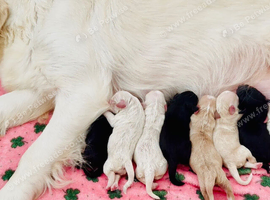 Mesmerizing golden doodle baby's