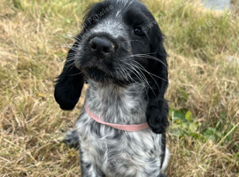 Show type cocker spaniel puppies
