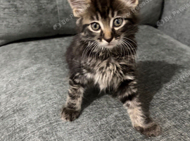 Ragdoll cross tabby