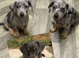 Ready for forever homes