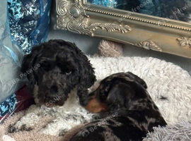 4 year old cockerpoo