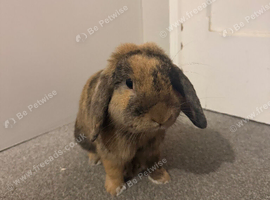 Mini lop buck
