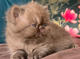 Litter of Persian and Exotic Chocolate & Black Kittens Available