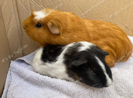 Male Guinea pigs