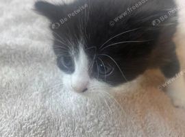 4 beautiful kittens ready September 9th