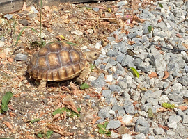 2 year old Sulcata