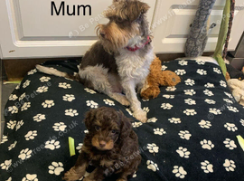 Gorgeous Schnoodle puppies