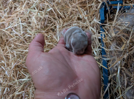 Gorgeous mini-Lop baby bunnies for sale