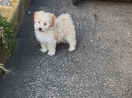 Female maltipoo