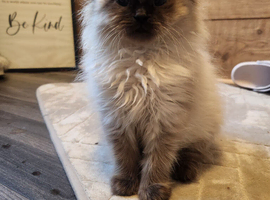 Ragdoll x persain ready now