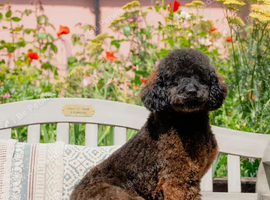 Adorable female puppy looking for her forever home