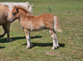 Registered shetland colt foal