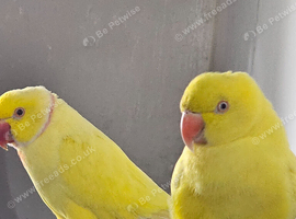 Lutino breeding pair
