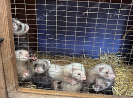 Polecats
