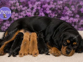 Beautiful F1 Cavapoo Puppies Ready Now
