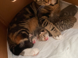 Kittens