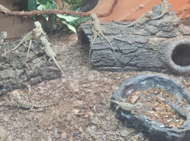 Baby bearded dragons for sale