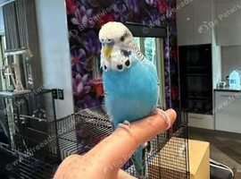 Budgies