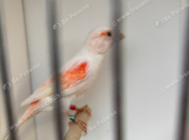 Mosaic canaries