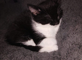 Kitten