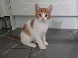 Ginger male kitten