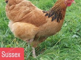 Buff sussex